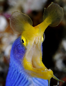 Male ribbon eel by Reidar Opem 
